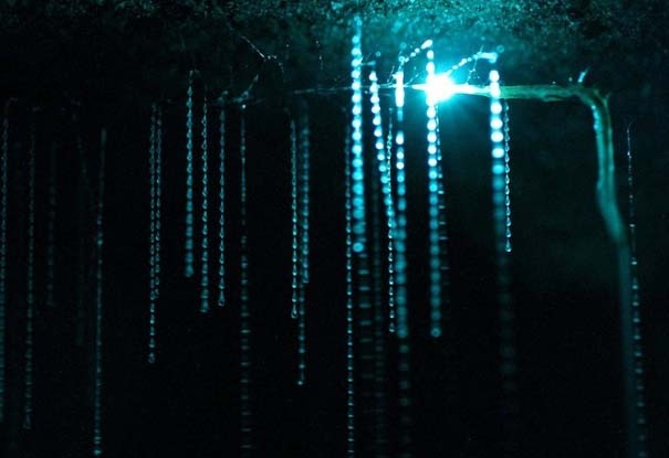 Μοναδικό θέαμα από πυγολαμπίδες σε σπήλαια (pics)
