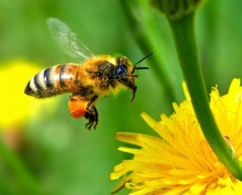 Η ρύπανση από τις εξατμίσεις εμποδίζει τις μέλισσες να μυρίζουν!