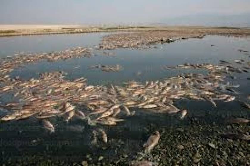 Λάρισα: Εκατοντάδες νεκρά ψάρια εντοπίστηκαν στη λίμνη Κάρλα