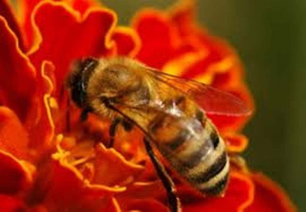 Πενθήμερο σεμινάριο μελισσοκομίας στη Κέρκυρα