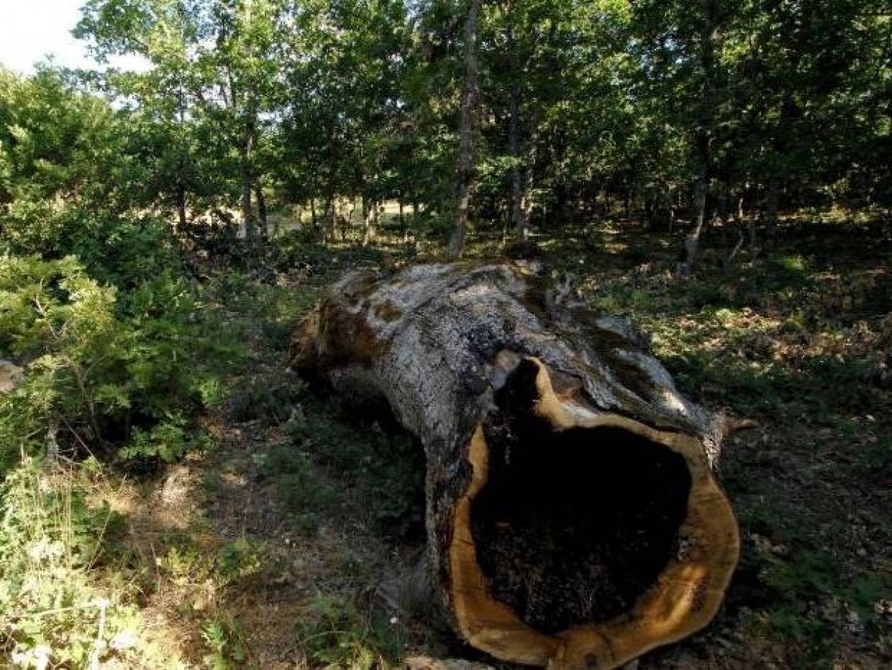 Τραγωδία στον Πολύγυρο: 63χρονος καταπλακώθηκε από δέντρο
