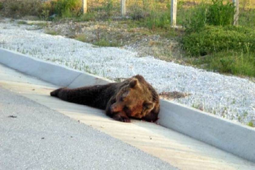Ακόμη μία νεαρή αρκούδα θύμα τροχαίου