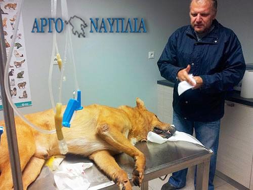 Κτηνωδία στο Ναύπλιο: Ασυνείδητοι έβαλαν φόλα σε σκυλιά