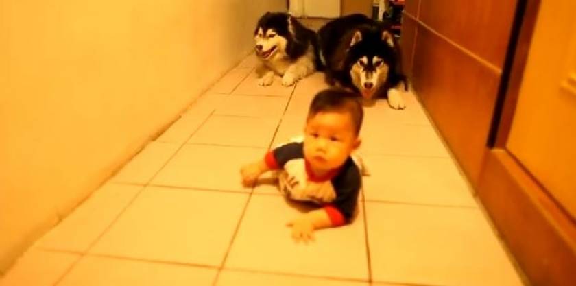 Ξεκαρδιστικό βίντεο: Δύο σκύλοι μιμούνται ένα μωρό που μπουσουλάει