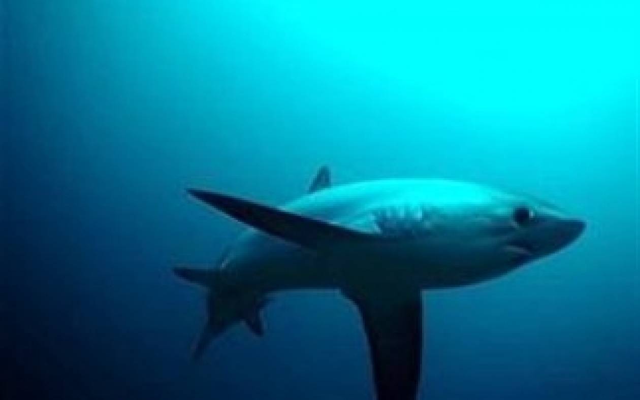 Αυτό θα πει τύχη: Σώθηκε από επίθεση καρχαρία για δεύτερη φορά!
