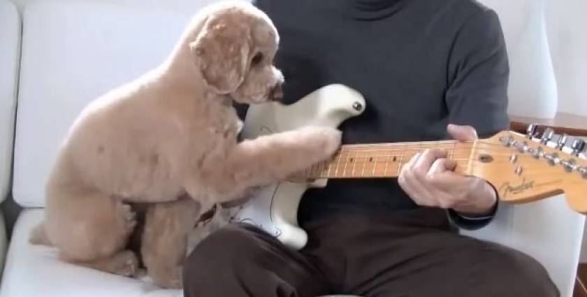 Μπορεί ένας σκύλος να παίξει κιθάρα; Και όμως μπορεί (video)
