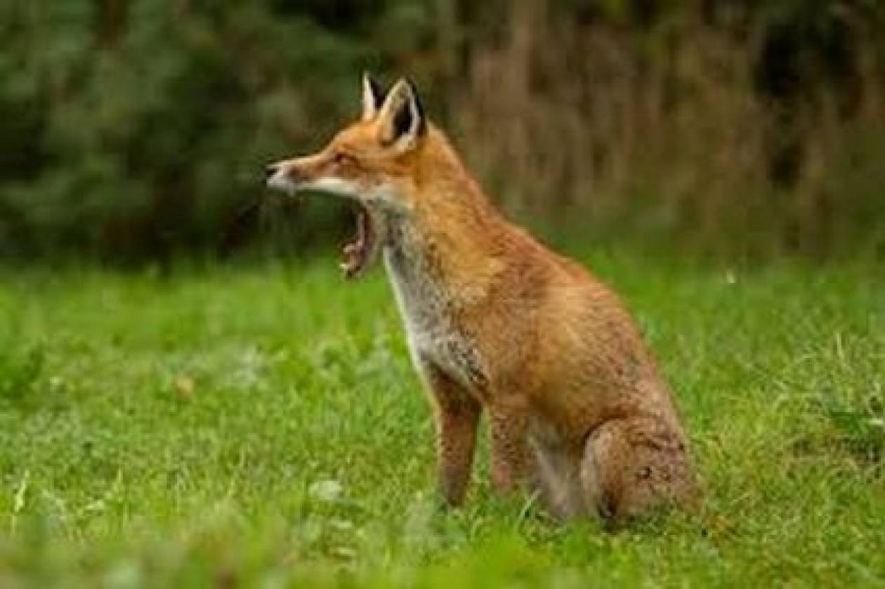 Θεσσαλονίκη: Δύο νέα κρούσματα λύσσας σε κόκκινη αλεπού