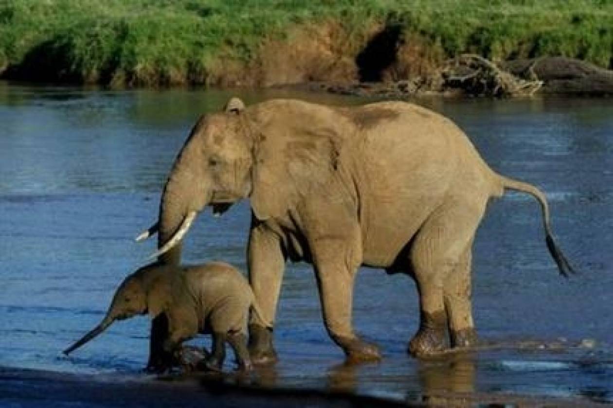 Οι ελέφαντες κατανοούν τις ανθρώπινες χειρονομίες