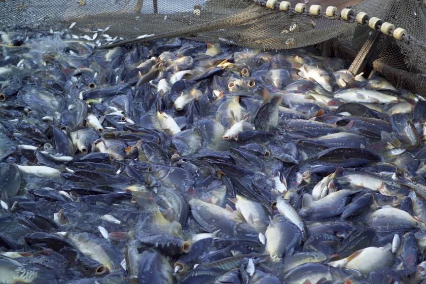 «Αναγκαίες οι διαρθρωτικές αλλαγές στις διοικητικές δομές της αλιείας»