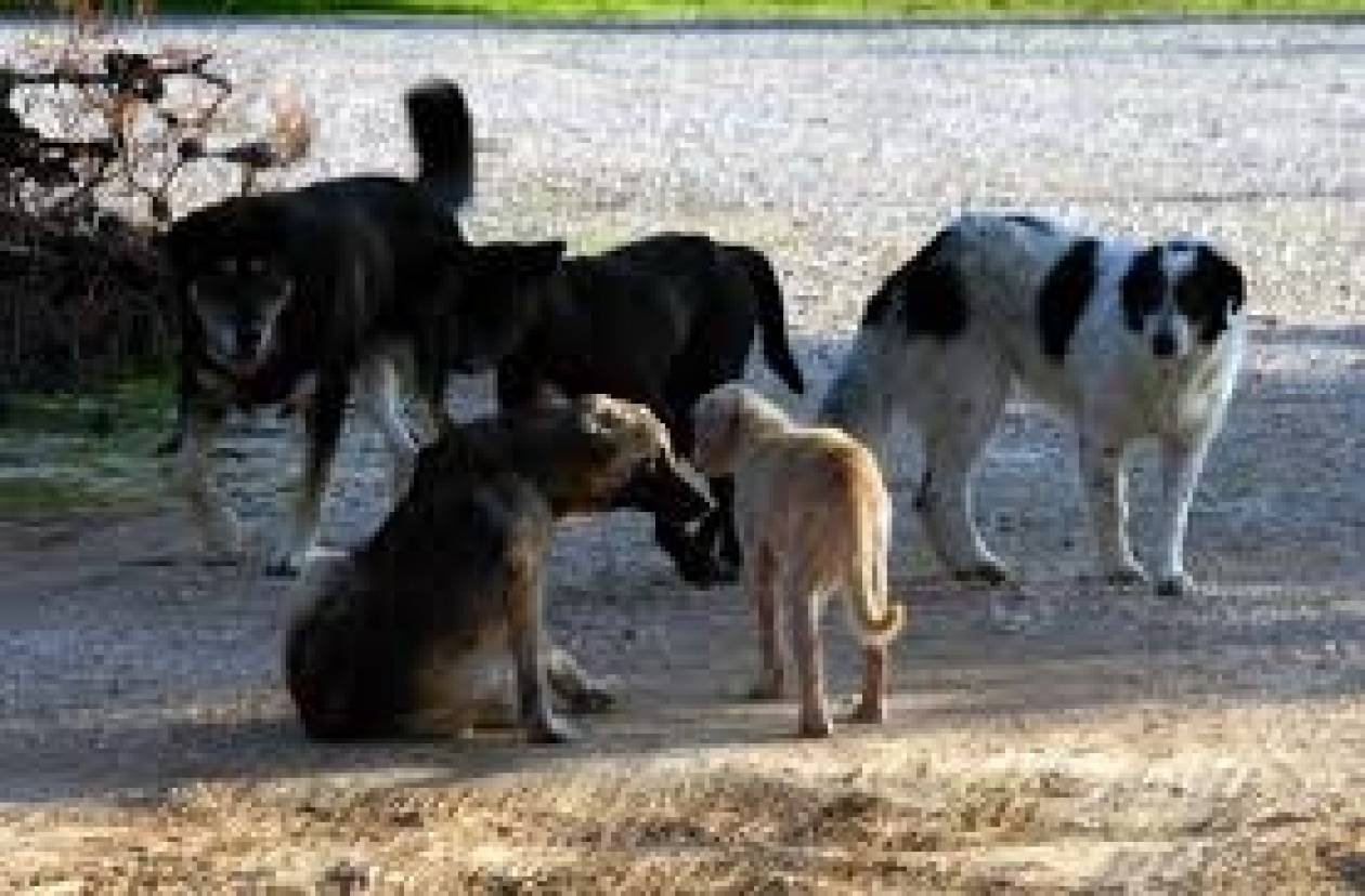 50 αδέσποτα σκυλιά από την Ρουμανία θα υιοθετήσουν Κομοτηναίοι