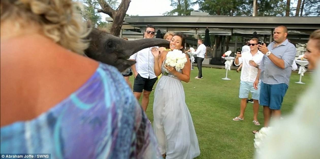 Νύφη ήθελε να φιλήσει ελέφαντα και δείτε τι έπαθε!