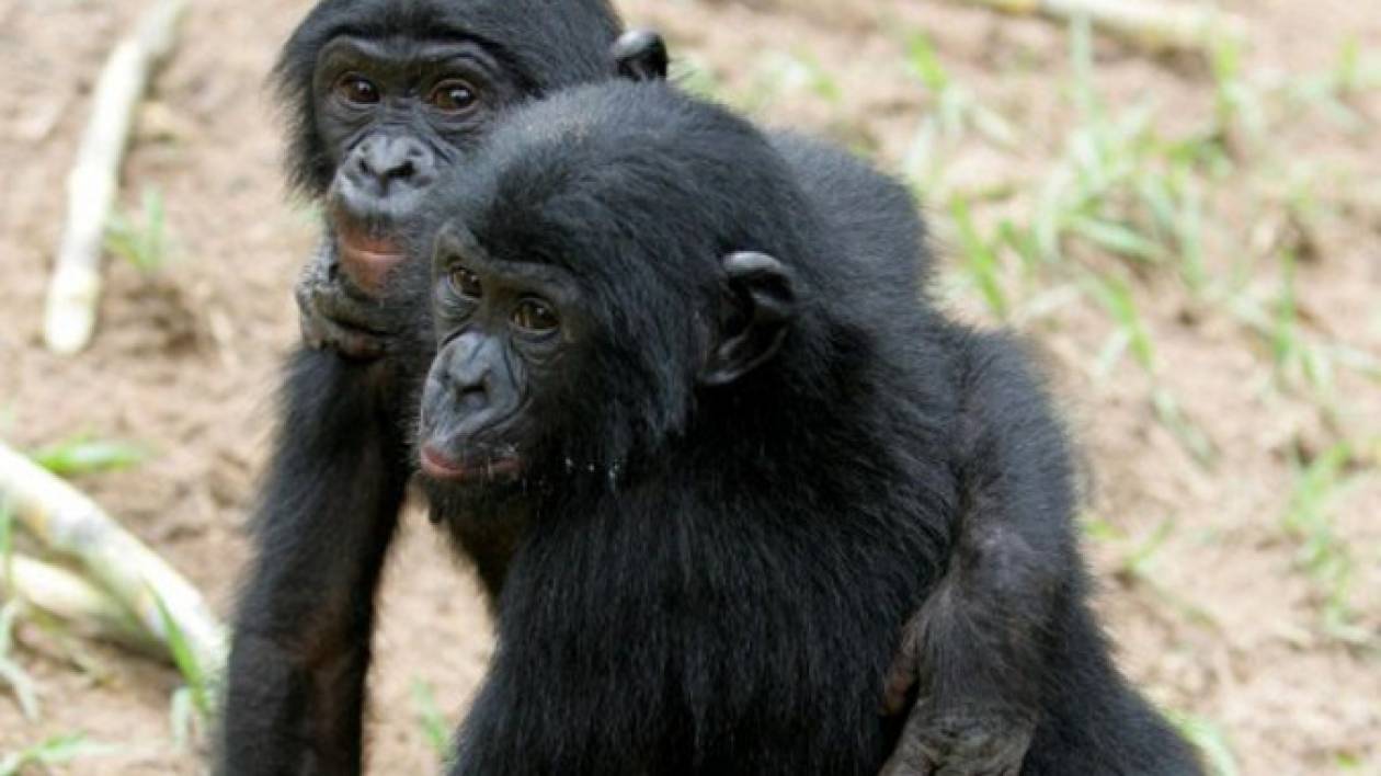 Βίντεο: Πίθηκοι κάνουν μαθήματα αντιμετώπισης του άγχους!