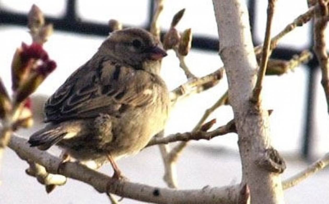 Καταγγελίες για παράνομη παγίδευση άγριων πτηνών στην Κύπρο