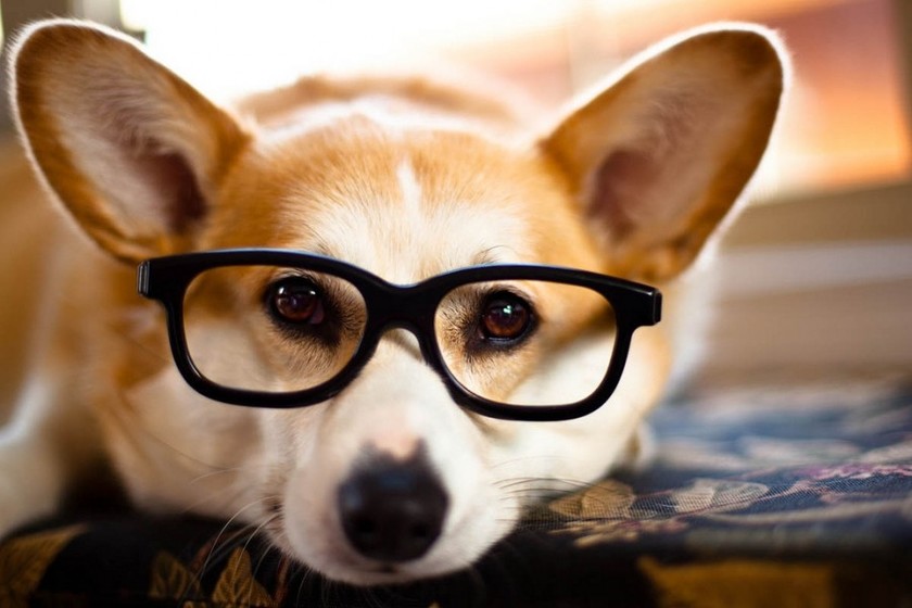 Απίθανες φωτογραφίες σκύλων με τα γυαλιά τους!
