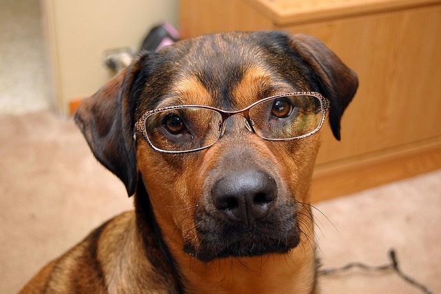 Απίθανες φωτογραφίες σκύλων με τα γυαλιά τους!