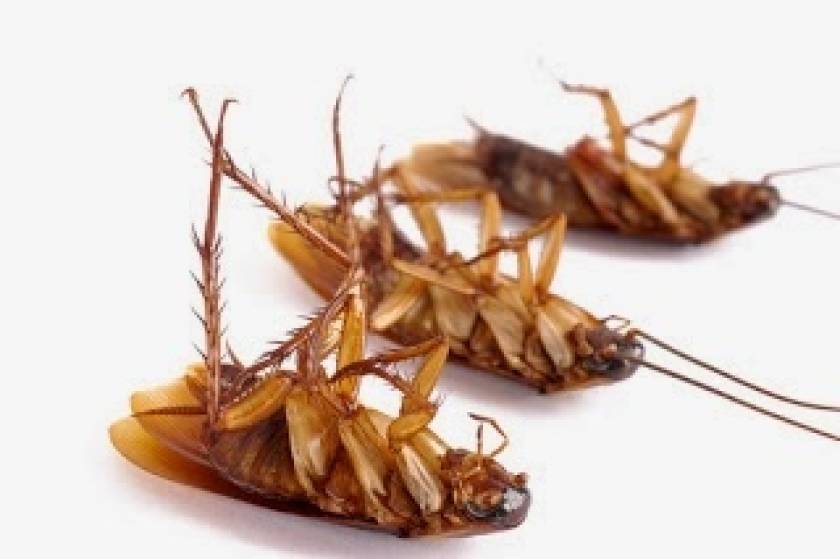 Πώς να απαλλαχτείτε από τις κατσαρίδες