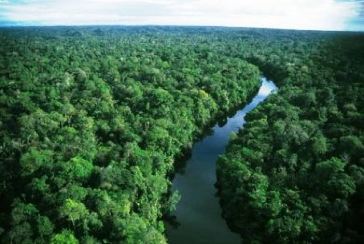 16.000 είδη δέντρων υπάρχουν στον Αμαζόνιο!