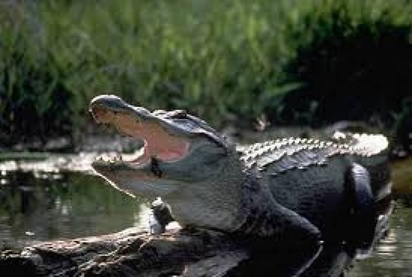 Ταΐζει αλιγάτορα με... λουκάνικο στο στόμα! (vid)