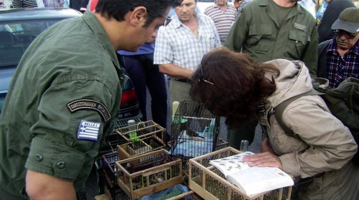 Αστυνομική επιχείρηση σε παράνομο παζάρι ζώων του Σχιστού