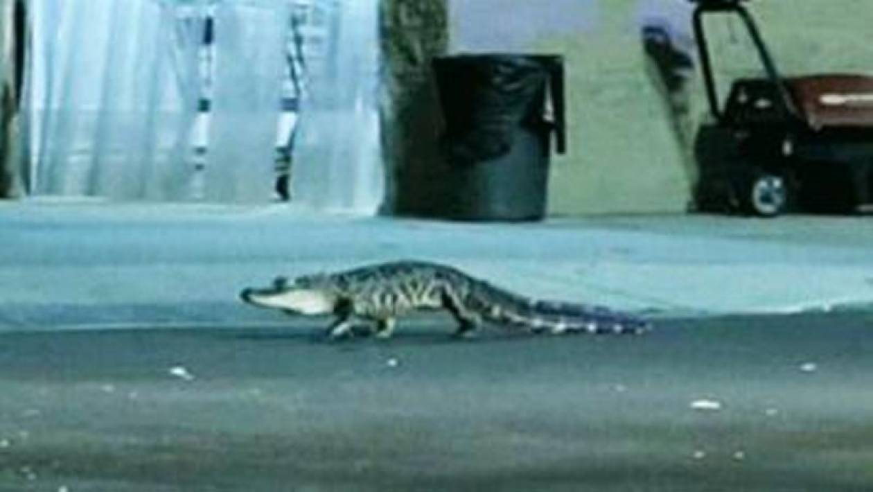 Αλιγάτορας εμφανίστηκε σε σούπερ μάρκετ στην Φλόριντα (vid)