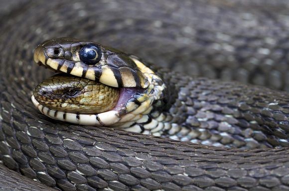 Σπάνια και βραβευμένη φωτογραφία: Δείτε τι κατάπιε ζωντανό ένα φίδι! 