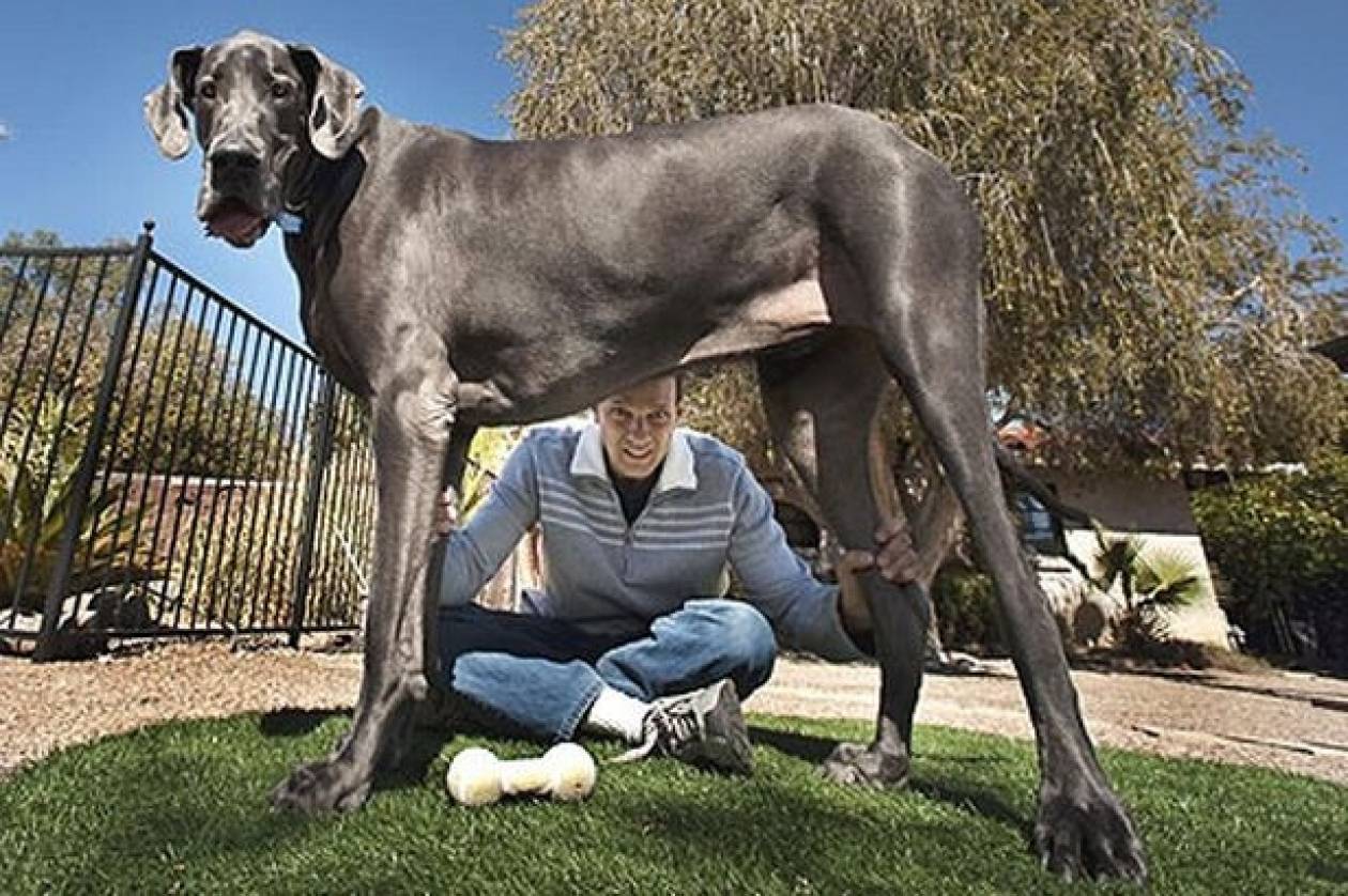 «Έφυγε» ο ψηλότερος σκύλος του κόσμου
