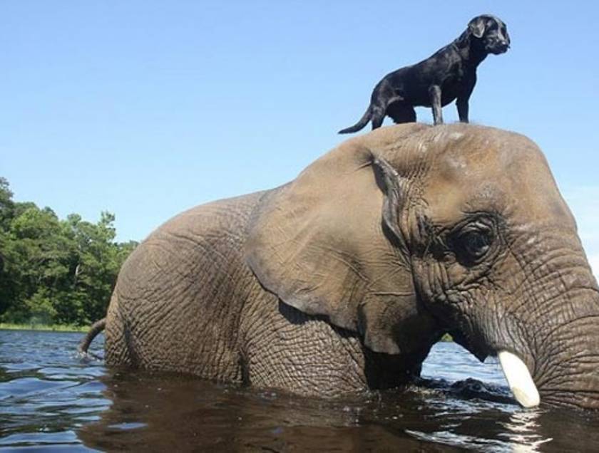 Σπάνια φιλία σκύλου και ελέφαντα (vid)