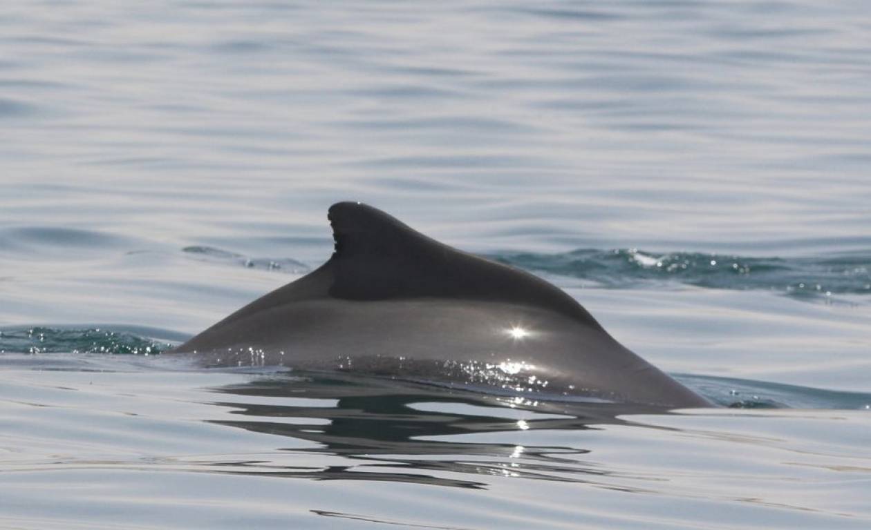 Οι επιστήμονες ανακάλυψαν ένα νέο είδος δελφινιού!