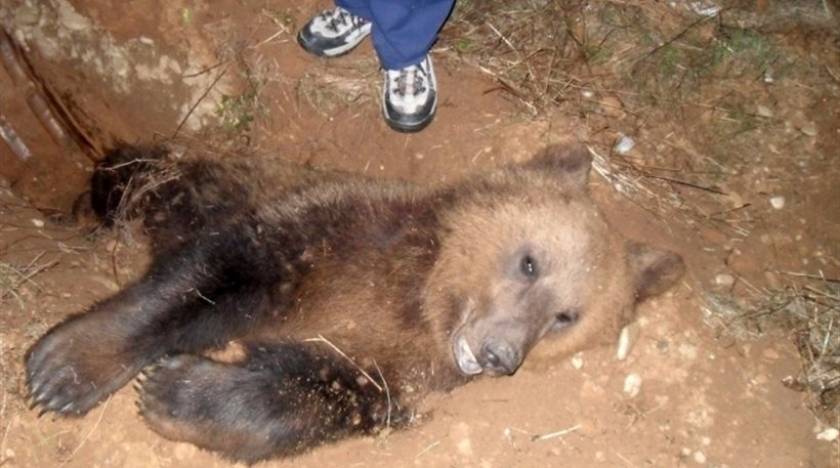 Κι άλλη νεκρή αρκούδα στην Εγνατία