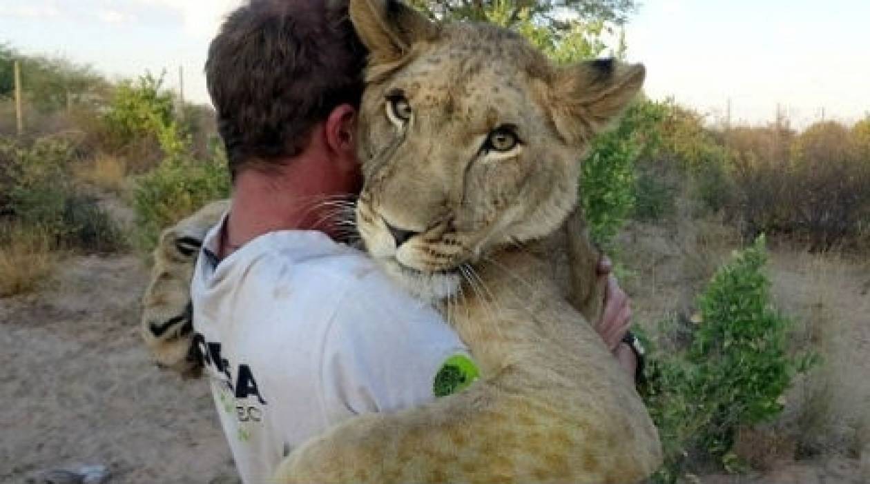 Βίντεο: Η συγκλονιστική αγάπη της λιονταρίνας στους διασώστες της!