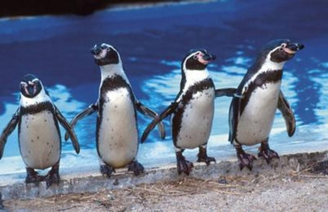 Τέσσερις πιγκουΐνοι Humboldt στο ζωολογικό κήπο της Πάφου