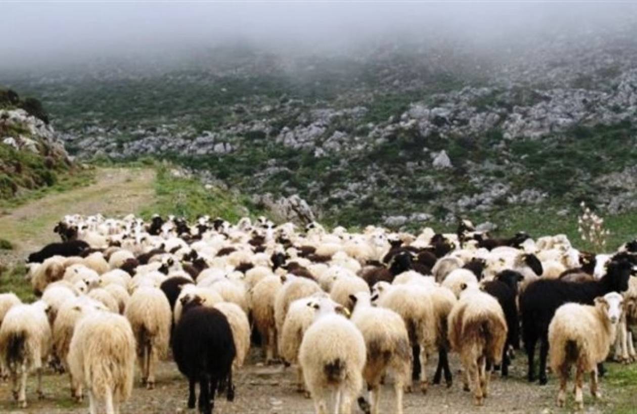 Ηλεία: 35 αιγοπρόβατα νεκρά από κεραυνό και πνιγμό στη Φιγαλεία!