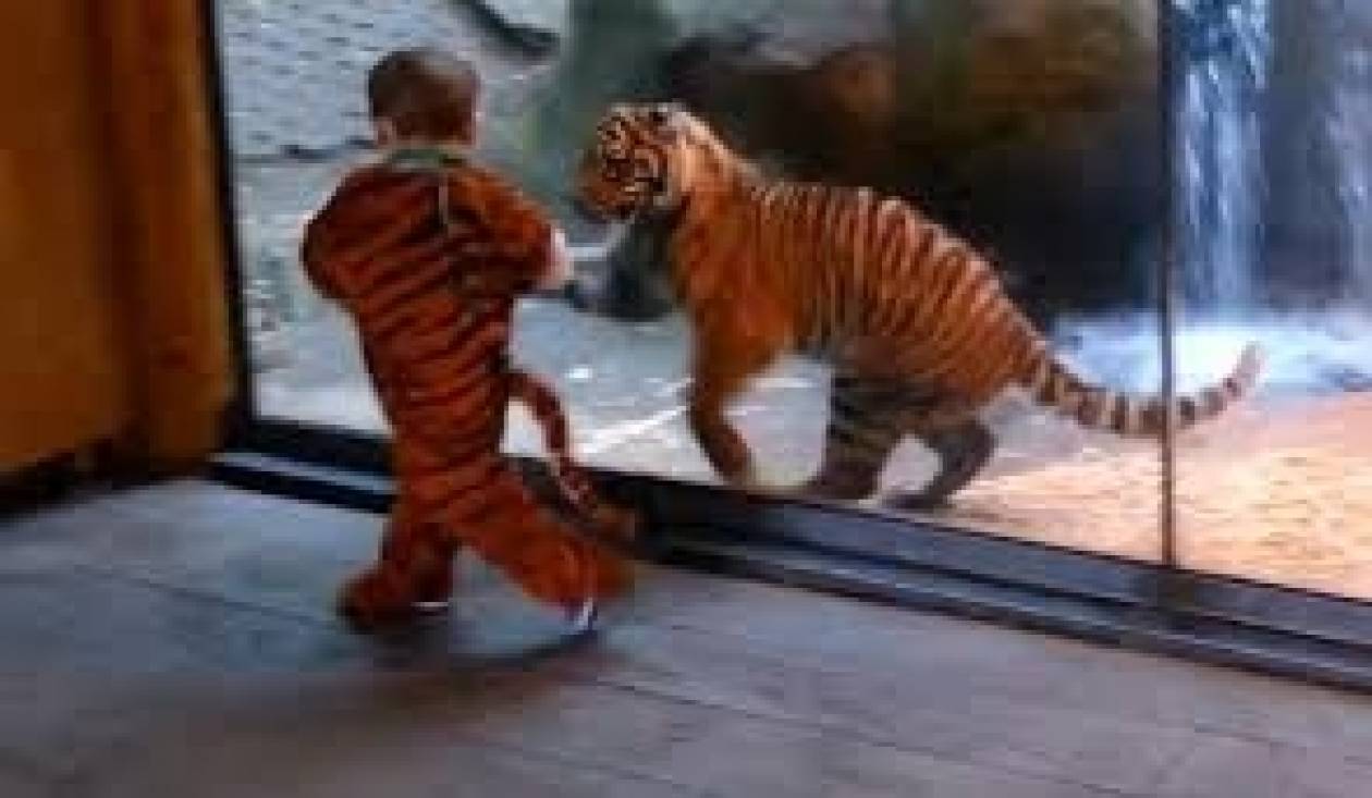 Τίγρης κυνηγάει μικρό αγόρι. Ποιος... νίκησε; (Video)