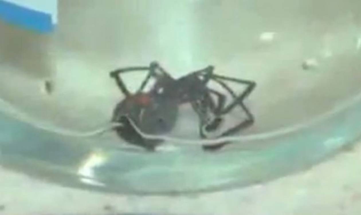 Βρήκαν στα σταφύλια τους μια θανατηφόρα αράχνη! Βίντεο