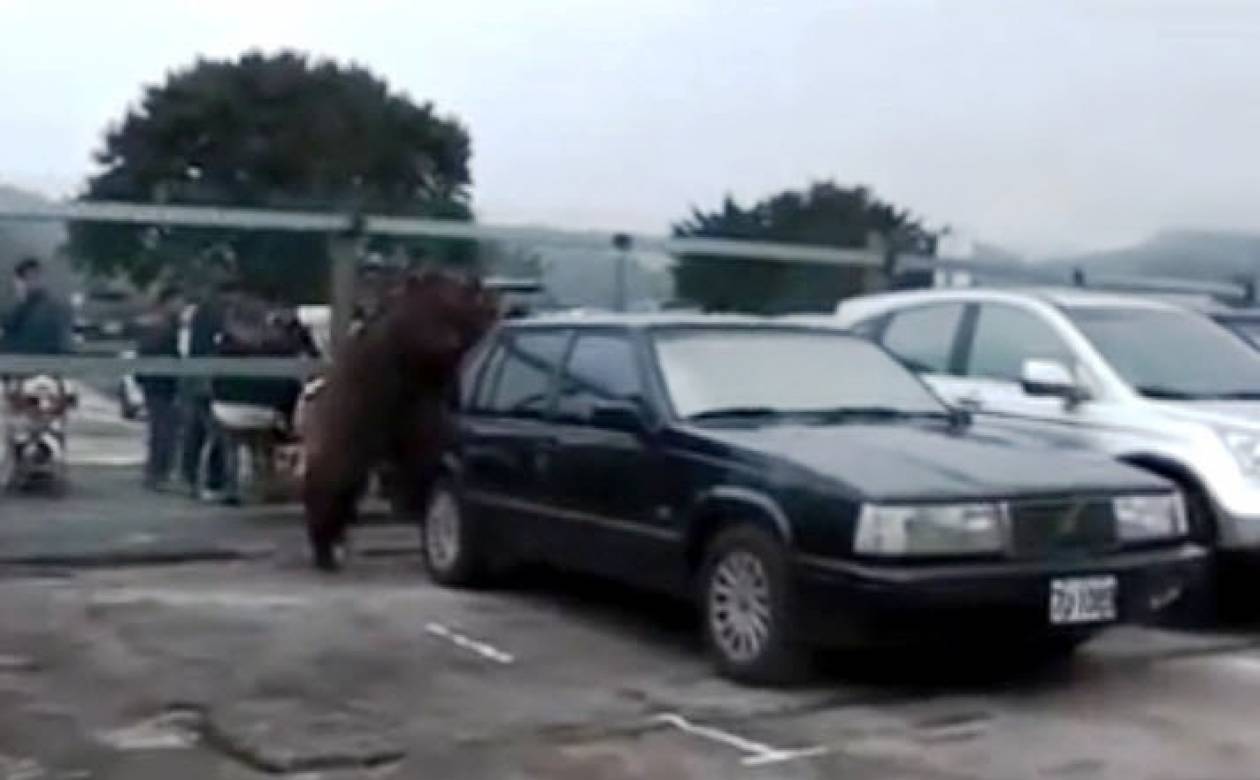 Ξεκαρδιστικό βίντεο: Αγριογούρουνο ερωτεύεται ένα... Volvo!