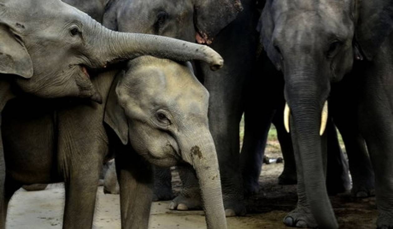 Ινδία: Τρένο χτύπησε 7 ελέφαντες
