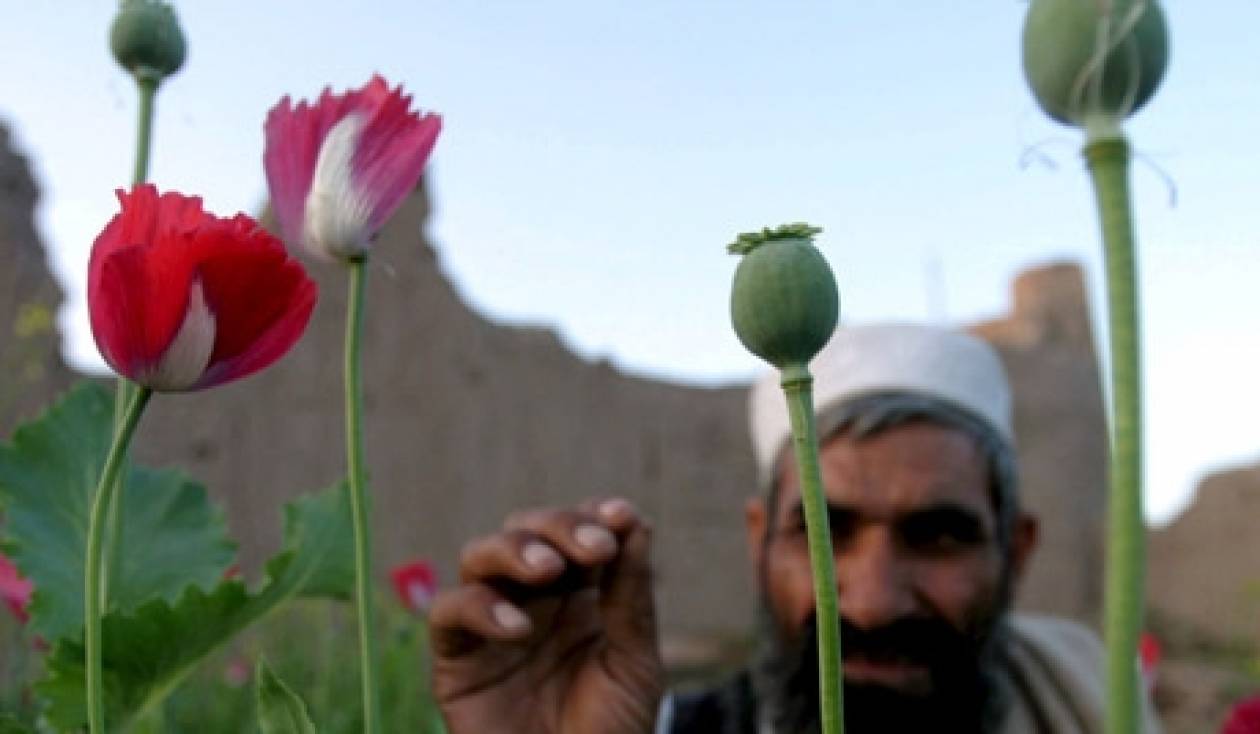 Ρεκόρ παραγωγής οπιούχου παπαρούνας στο Αφγανιστάν