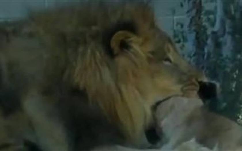 ΣΟΚ: Φονική επίθεση λιονταριού μπροστά σε επισκέπτες (vid)