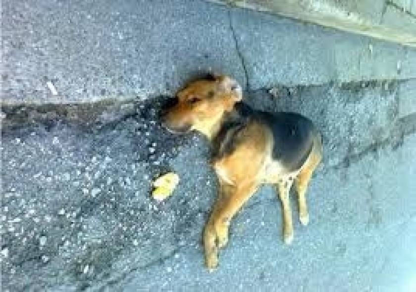 Χανιά: Πήγε για κυνήγι και είδε τα σκυλιά του νεκρά από φόλες