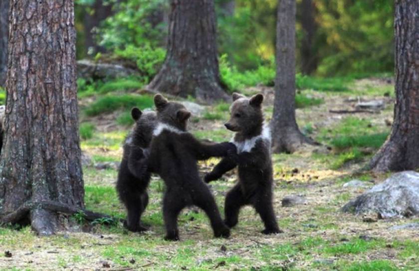 Τι κάνουν τρεις αρκούδες στο δάσος; Μα φυσικά... χορεύουν!