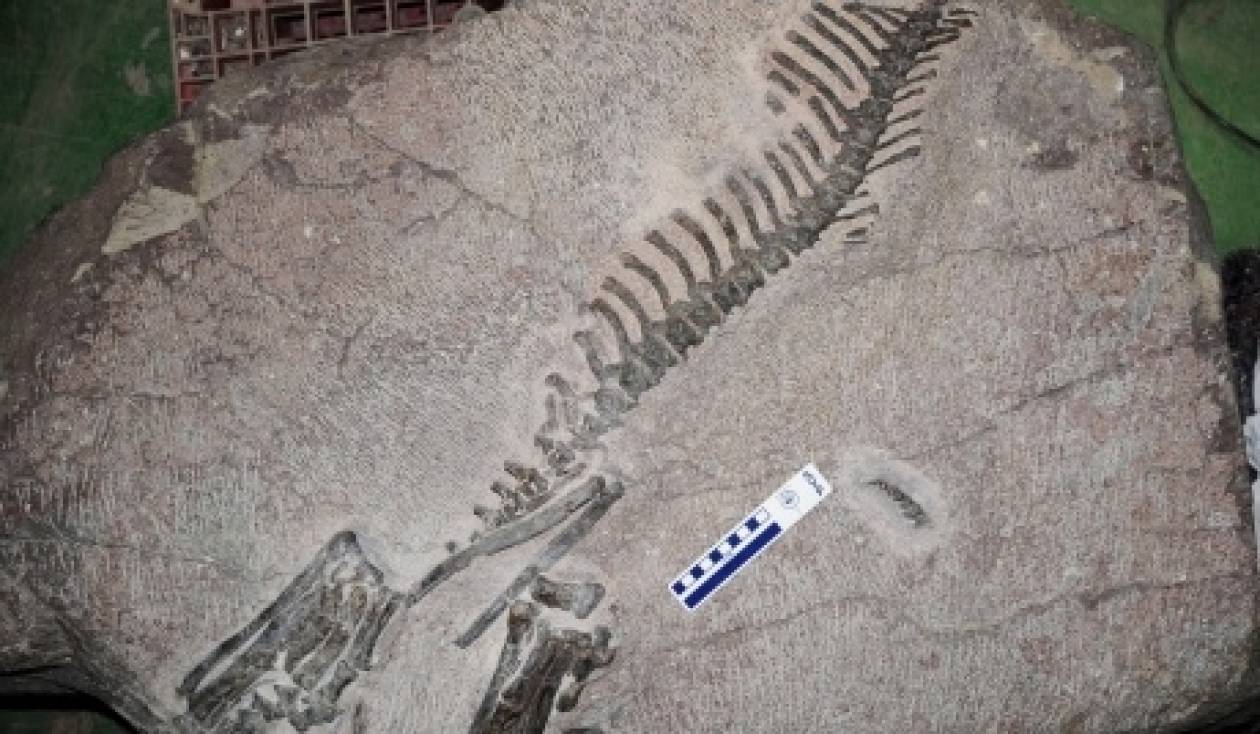 Σκελετός δεινοσαύρου πουλήθηκε σε δημοπρασία