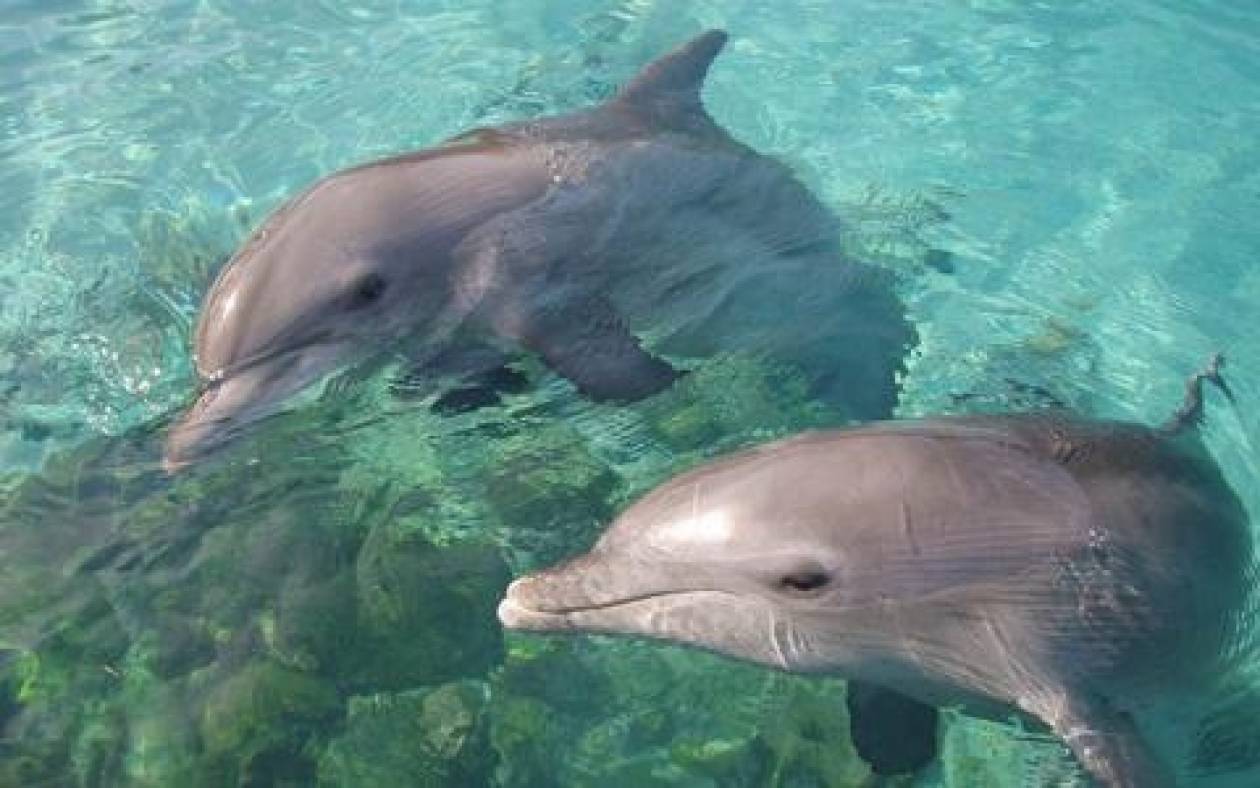 Το συγκινητικό «ευχαριστώ» ενός δελφινιού (vid)