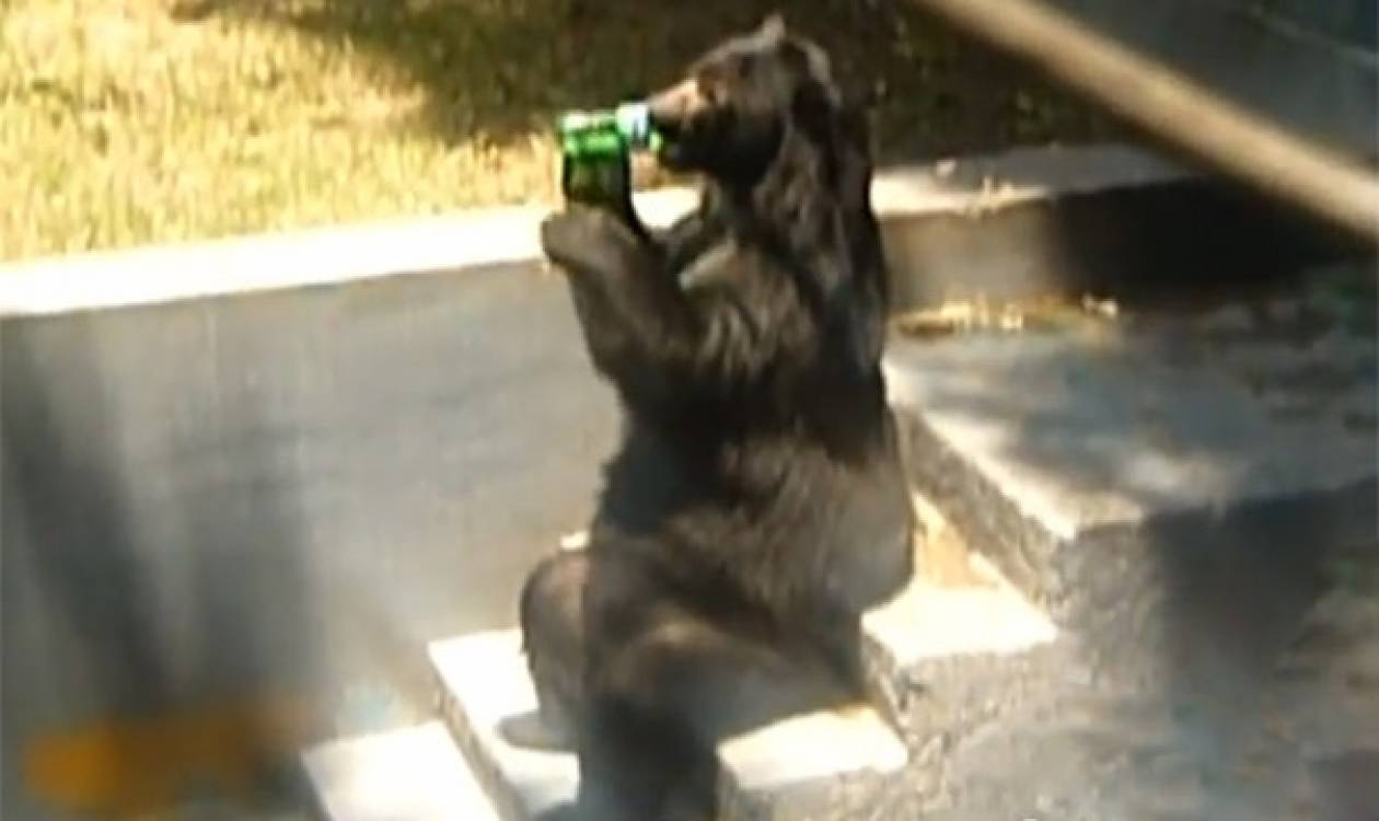 Βίντεο: Αρκούδες που φέρονται σαν άνθρωποι