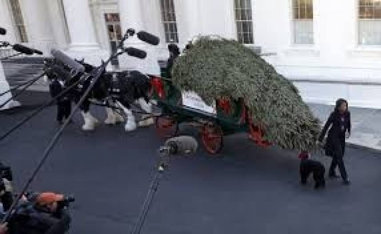 ΗΠΑ: Έφτασε με άλογα το χριστουγεννιάτικο δέντρο στον Λευκό Οίκο!