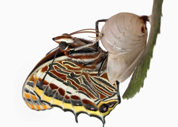 Μοναδικές εικόνες: Καρέ καρέ η «γέννηση» μιας πεταλούδας
