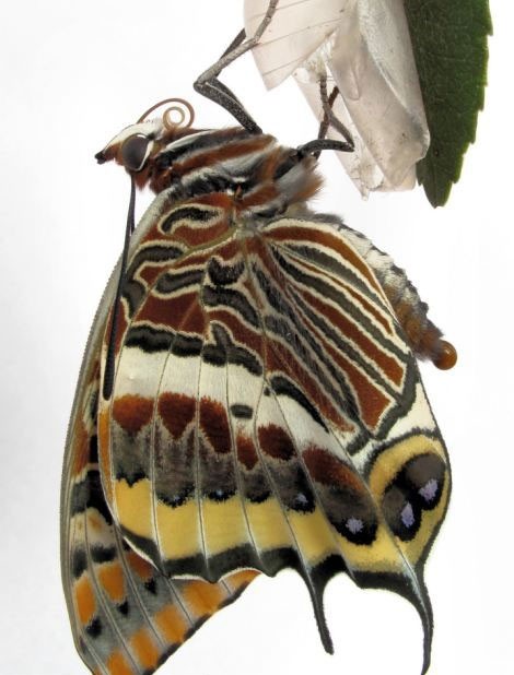 Μοναδικές εικόνες: Καρέ καρέ η «γέννηση» μιας πεταλούδας