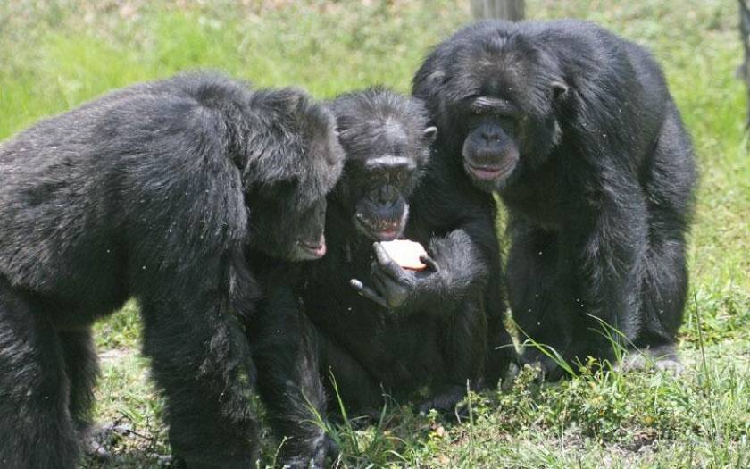 Oργάνωση ζητά να αναγνωριστούν τα "φυσικά δικαιώματα" των χιμπατζήδων!