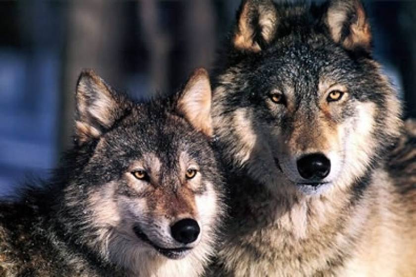 Αγέλη λύκων ρήμαξε στάνη σε χωριό των Σερρών