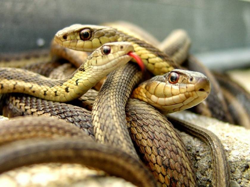 ΣΟΚ: Δεκάδες φίδια και δηλητηριώδεις σαύρες εντοπίστηκαν σε διαμέρισμα