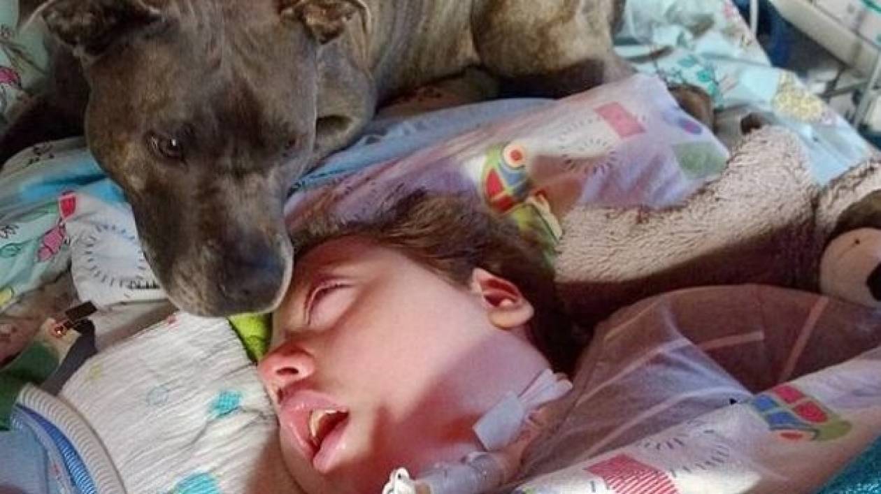 Τραγικό: Θέλουν να κάνουν ευθανασία σε σκύλο που φυλά 10χρονο σε κώμα